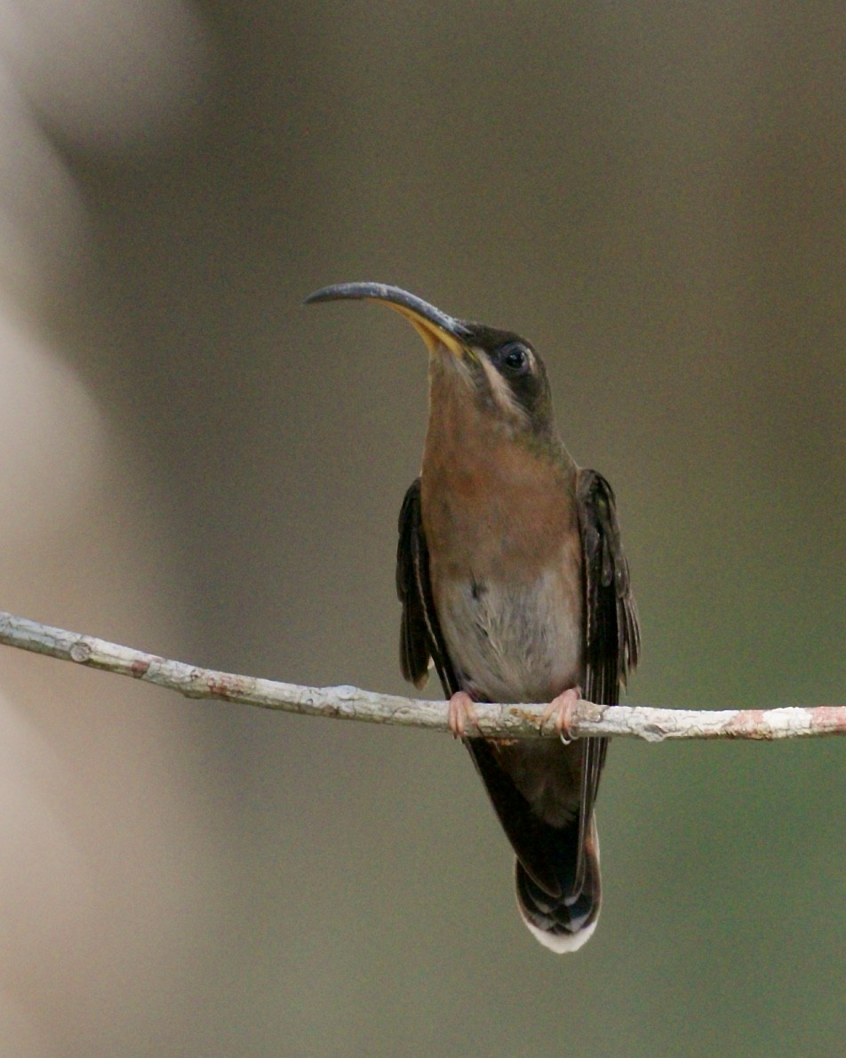 Rufous-breasted Hermit - ML139374141