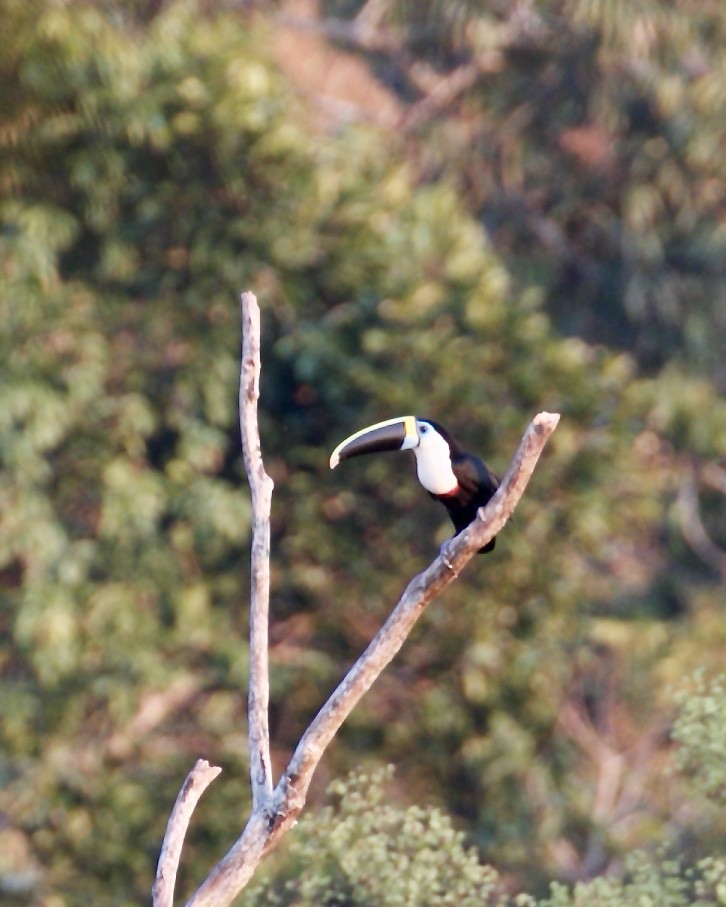 White-throated Toucan - Doug Cooper