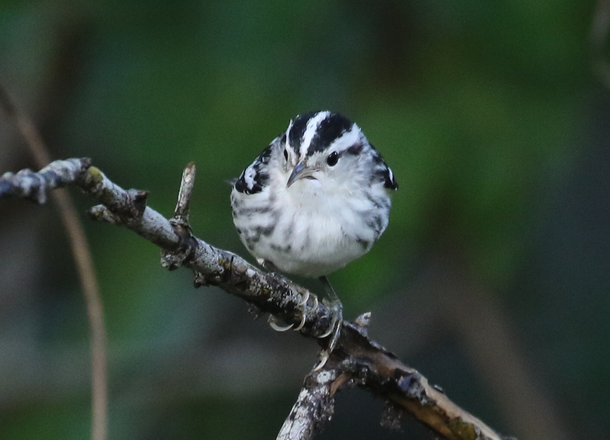 Black-and-white Warbler - ML139377421