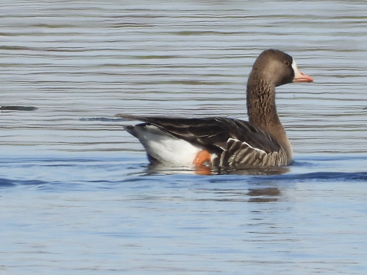Greater White-fronted Goose - ML139377671