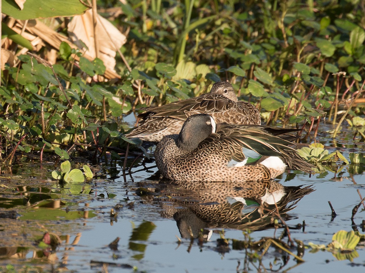 Blue-winged Teal - ML139379761