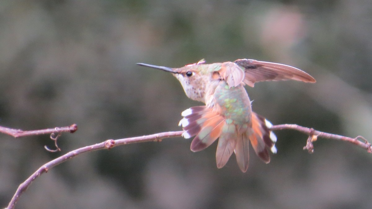 Rufous Hummingbird - Ron Robinson