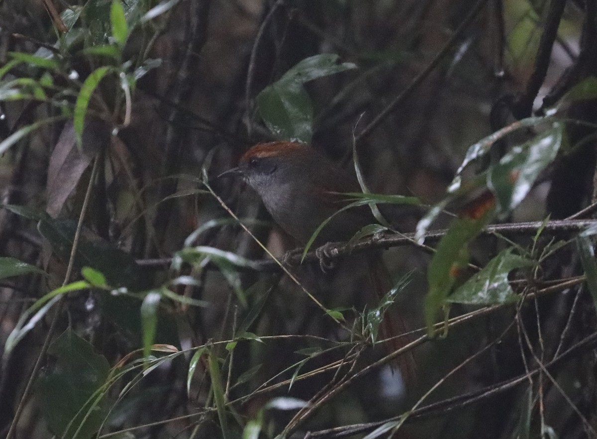 Rufous-capped Spinetail - Rob Van Epps
