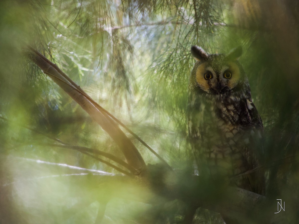 Long-eared Owl - Jeremy Neipp