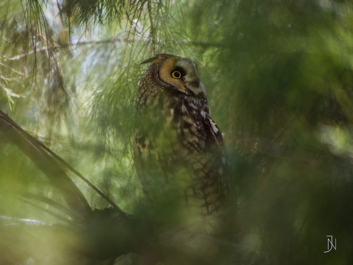 Long-eared Owl - Jeremy Neipp