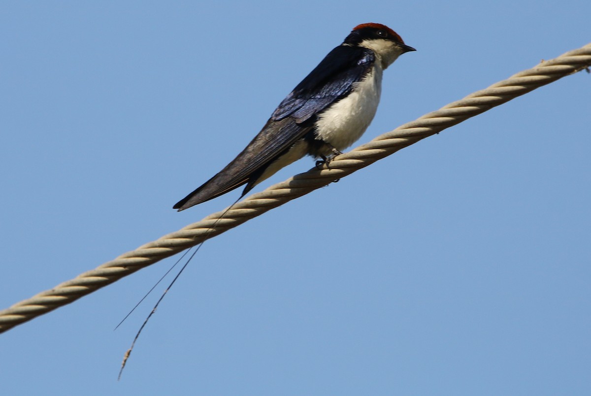 Wire-tailed Swallow - ML139381351