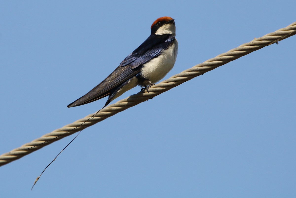 Wire-tailed Swallow - ML139381521