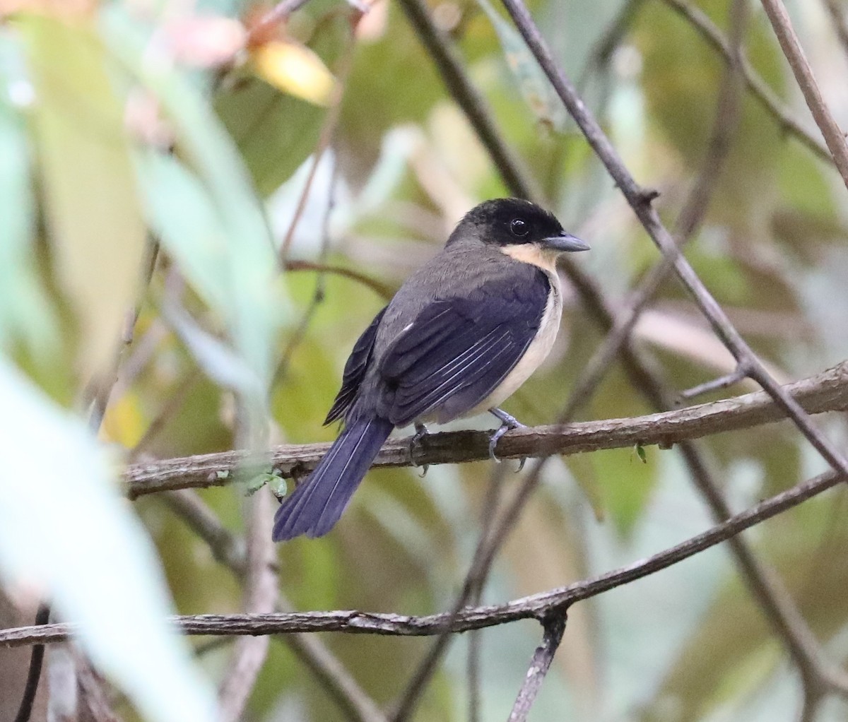 Black-goggled Tanager - ML139382741