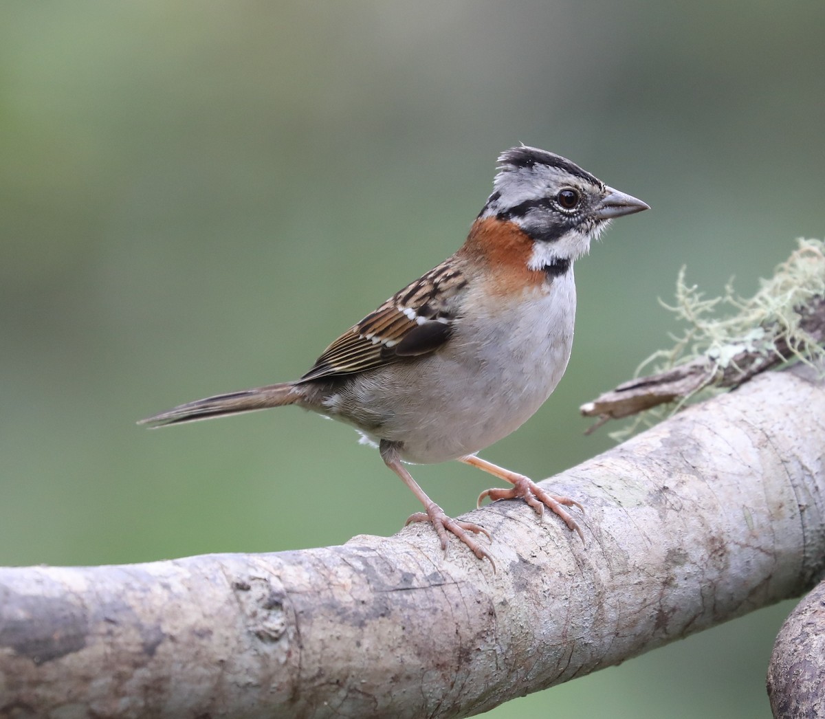 Rufous-collared Sparrow - ML139383801