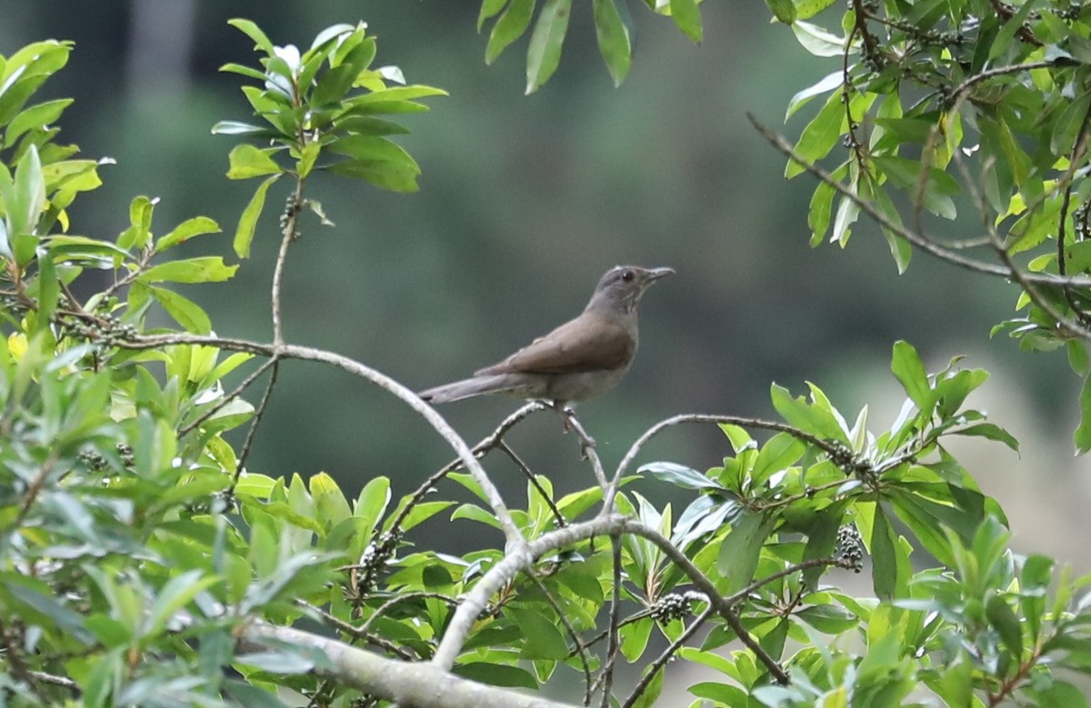 Pale-breasted Thrush - ML139383911