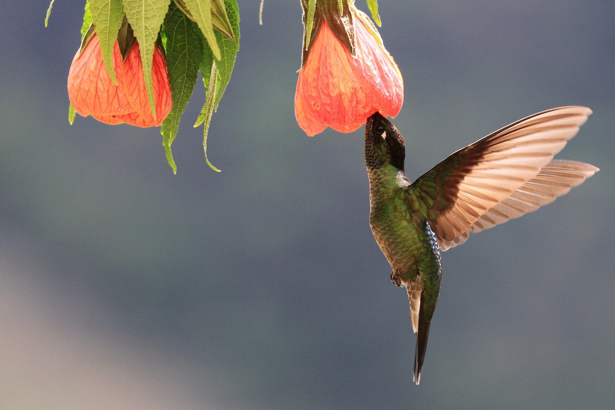 Talamanca Hummingbird - ML139384081