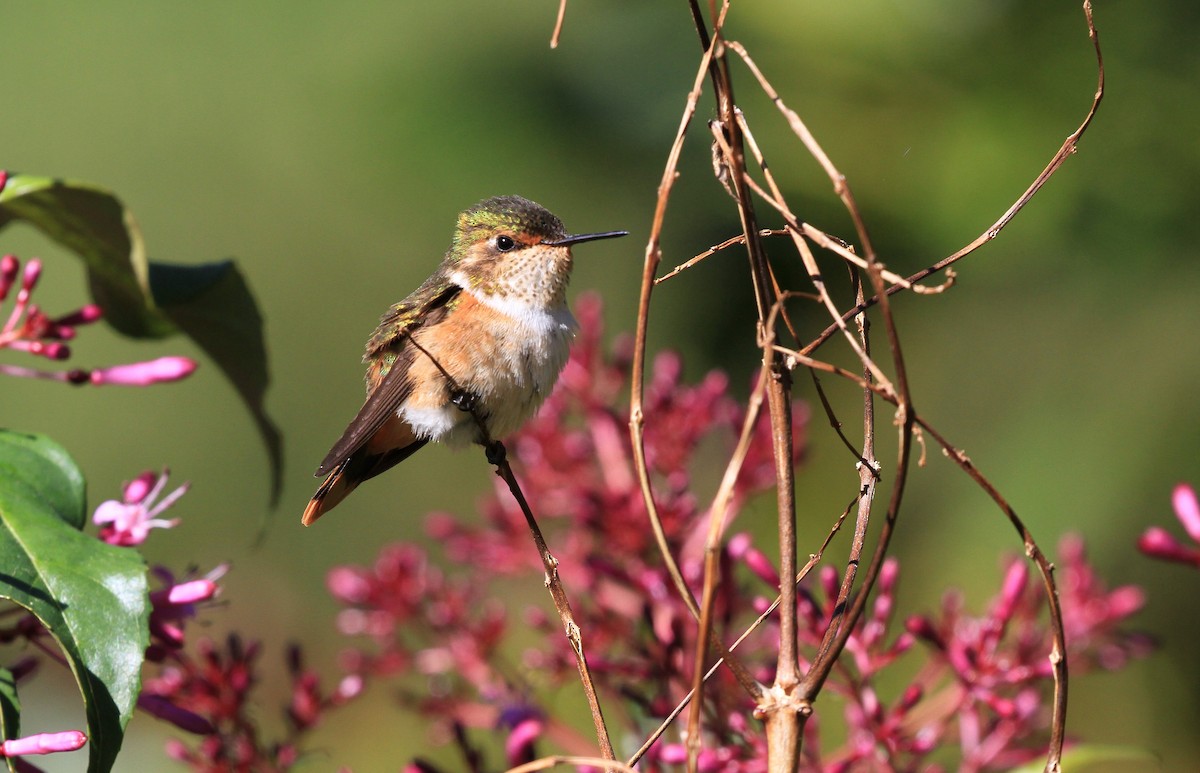 Scintillant Hummingbird - ML139384221
