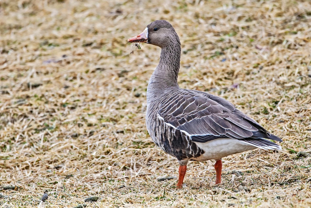Greater White-fronted Goose - Andrew Simon