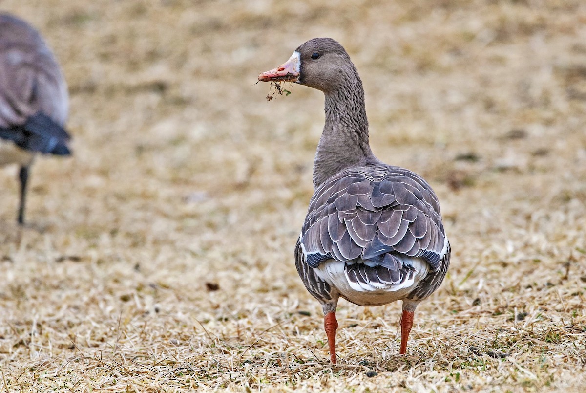 Greater White-fronted Goose - Andrew Simon