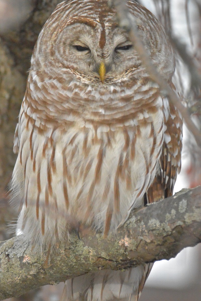 Barred Owl - Richard Garrigus