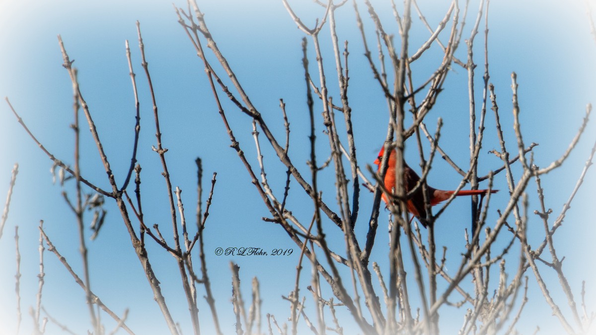 Northern Cardinal - Rita Flohr