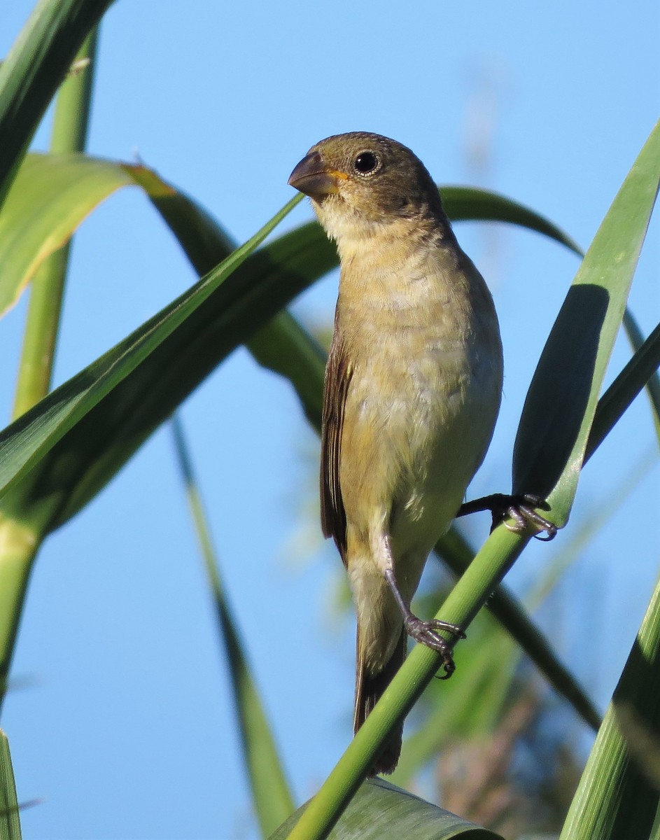 Double-collared Seedeater - ML139393961