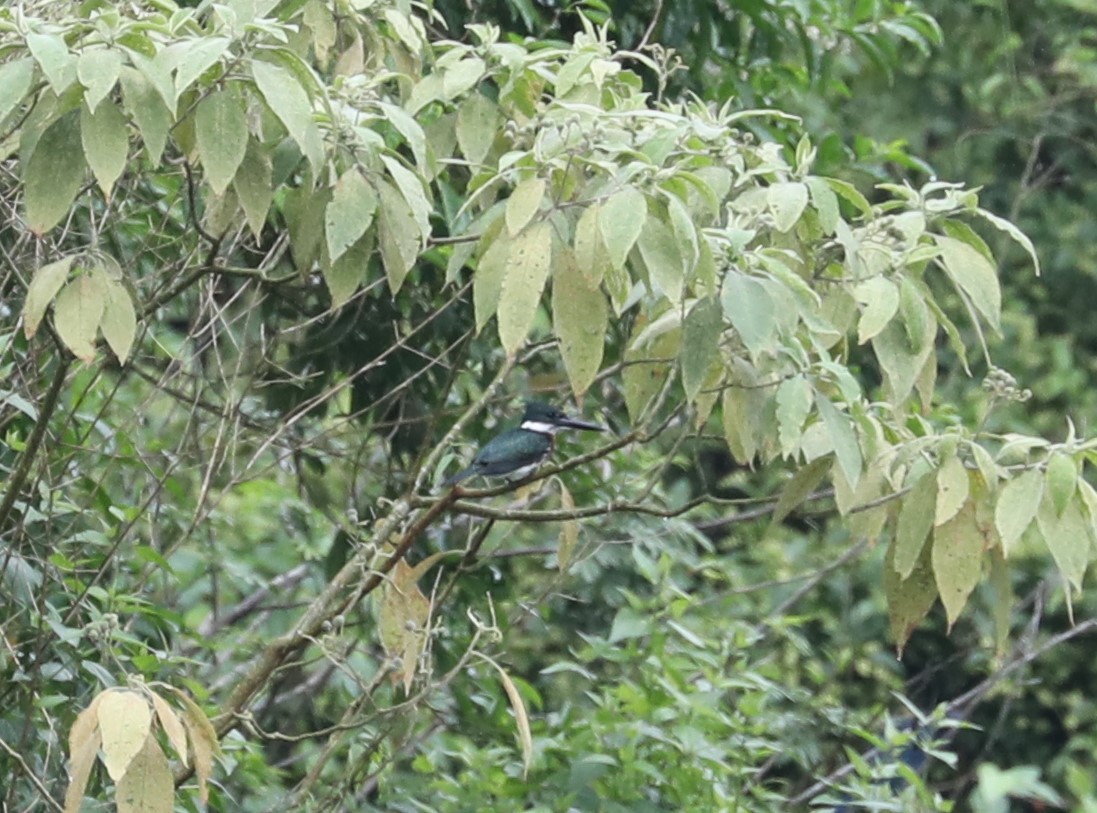 Amazon Kingfisher - ML139394021
