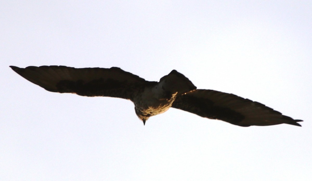 African Hawk-Eagle - Jason Fidorra