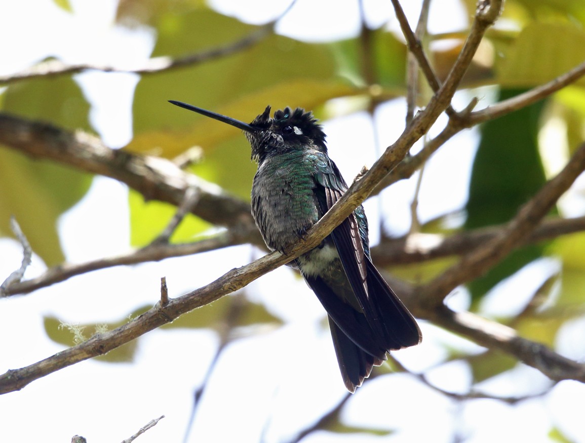 Talamanca Hummingbird - Tom Murray