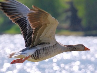 Graylag Goose (European), ML139396331