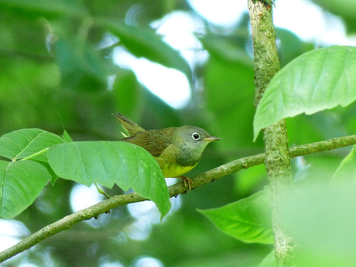 Connecticut Warbler - Charles  Crawford