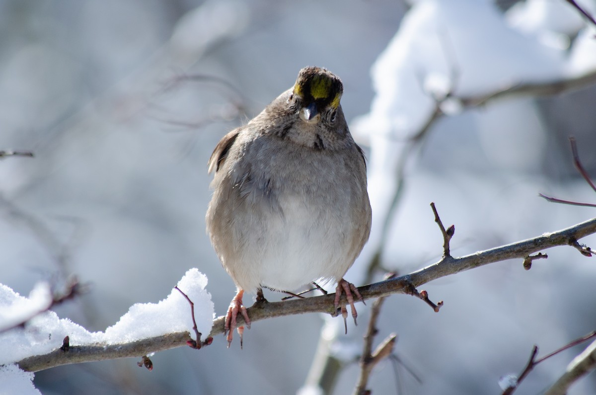 Golden-crowned Sparrow - ML139397171