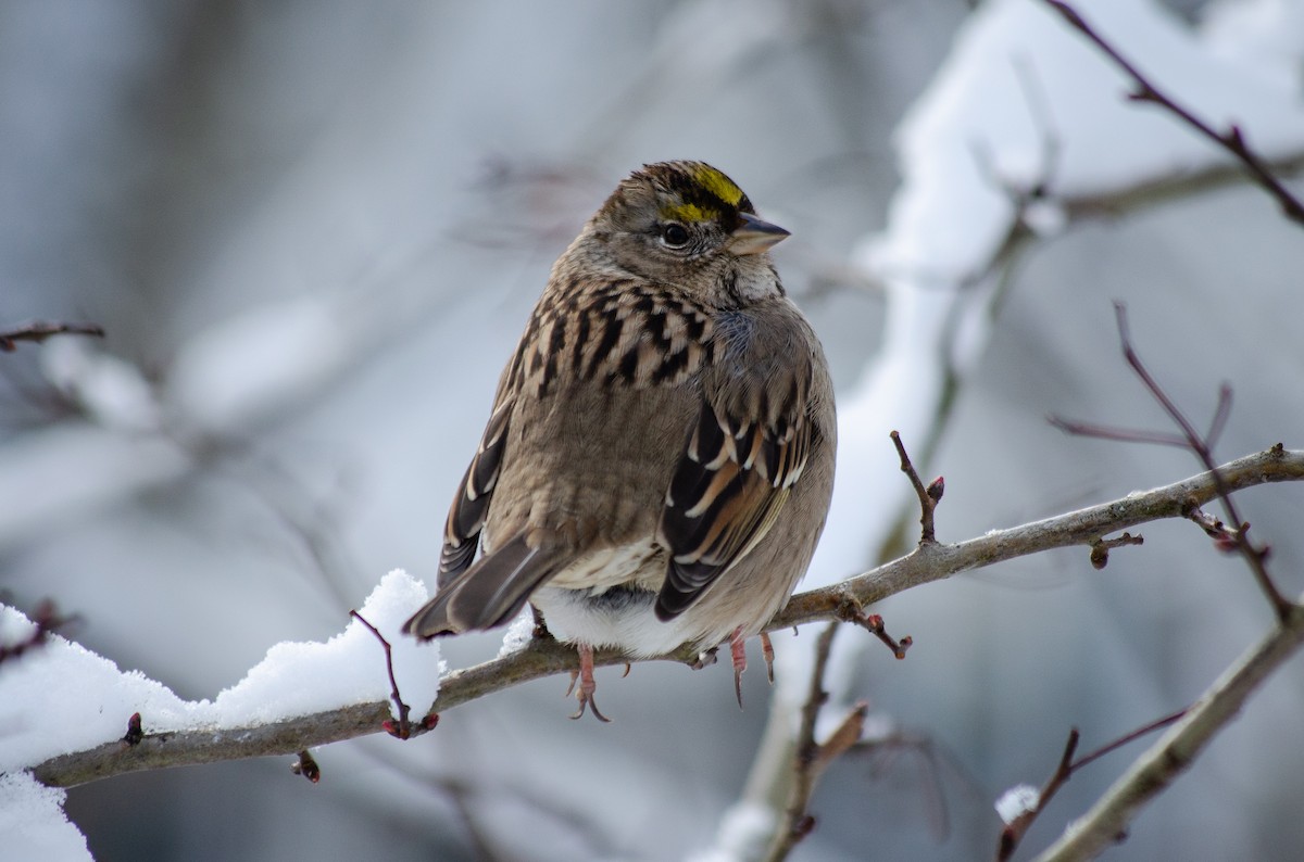 Golden-crowned Sparrow - ML139397191