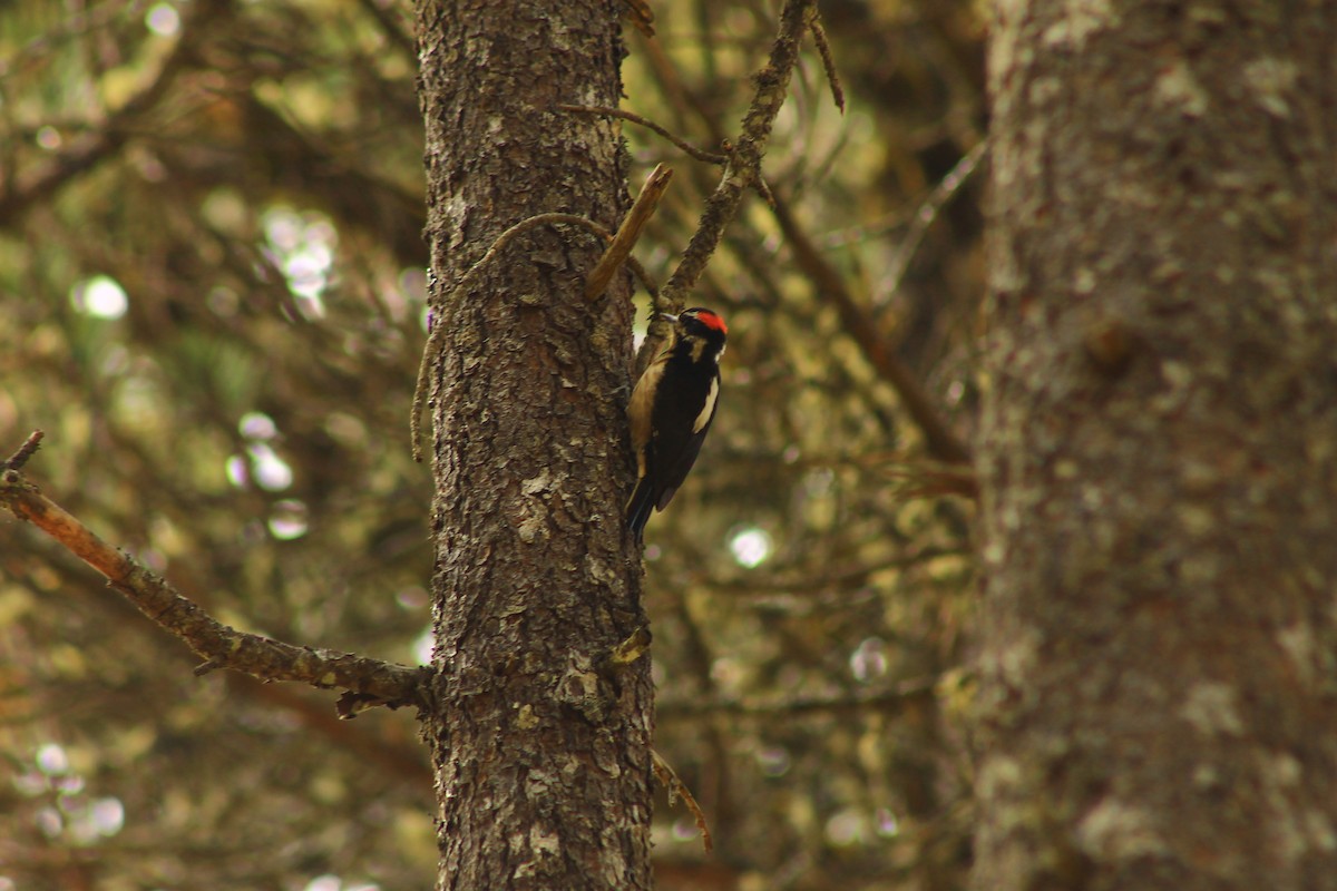 Hairy Woodpecker - Esteban Matías (birding guide) Sierra de los Cuchumatanes Huehuetenango esteban.matias@hotmail.com                             +502 53810540
