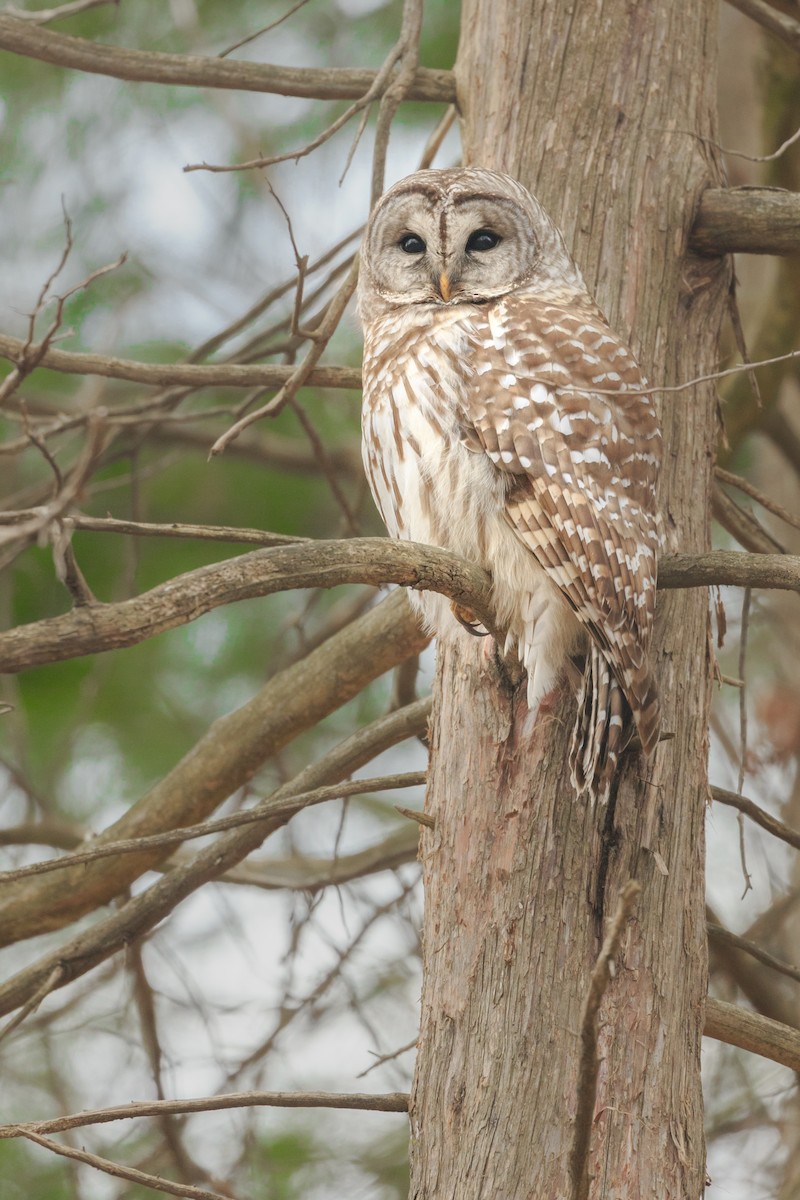 Barred Owl - Preston Lust