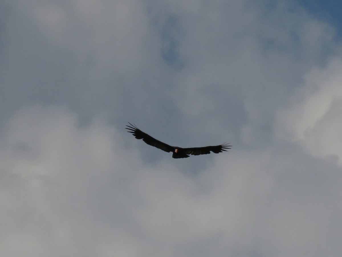 Greater Yellow-headed Vulture - ML139399891