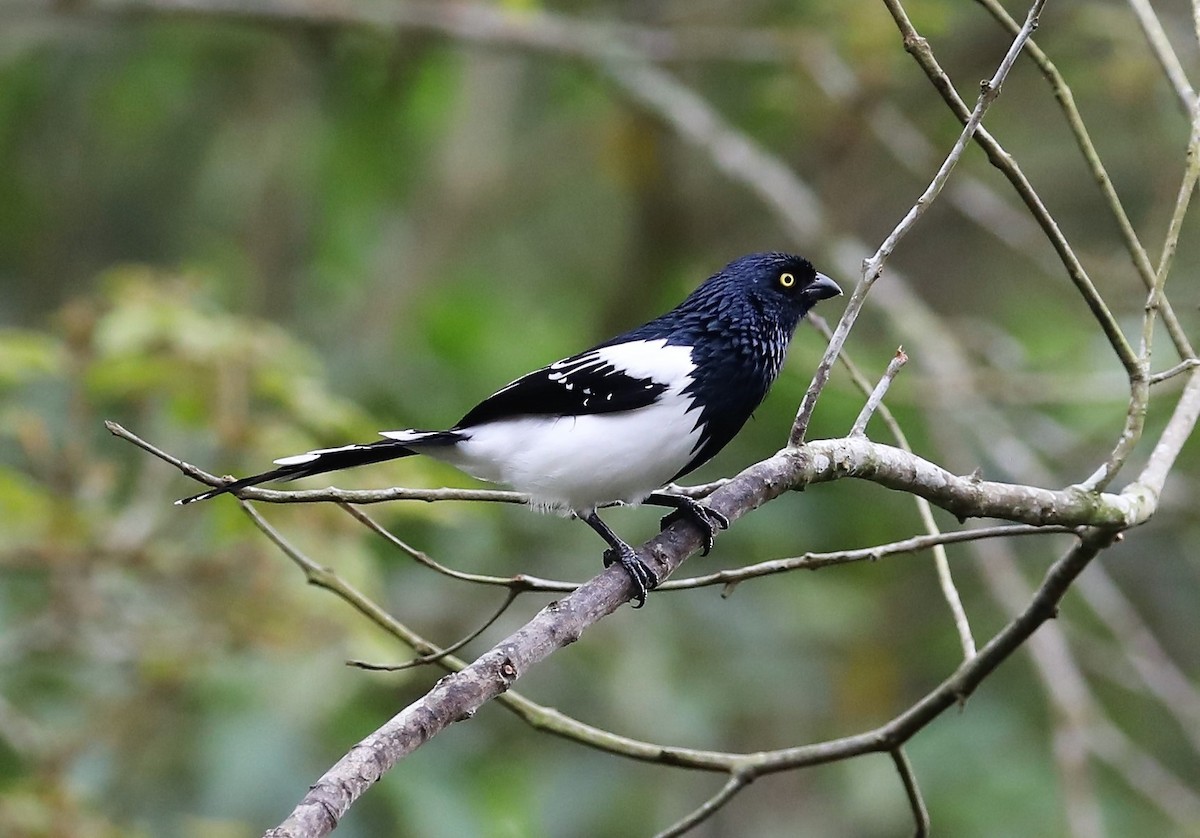 Magpie Tanager - ML139400371