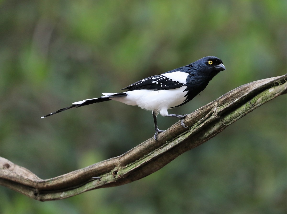 Magpie Tanager - ML139400411