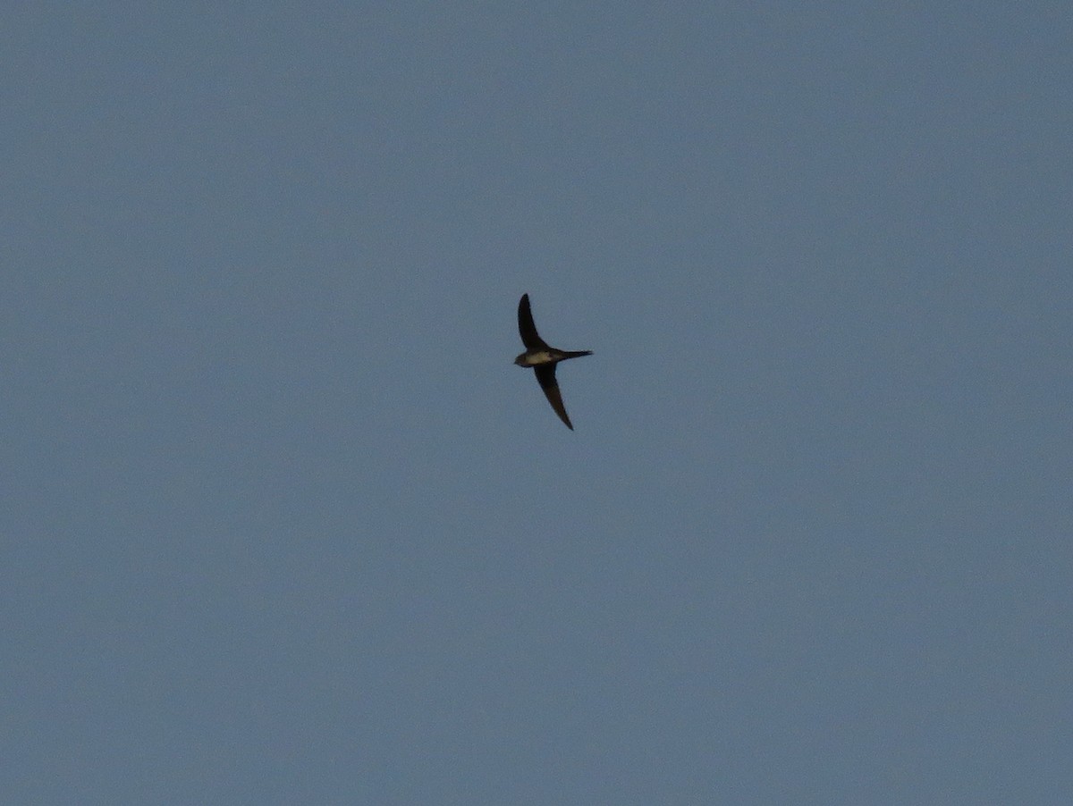 Fork-tailed Palm Swift - ML139401591