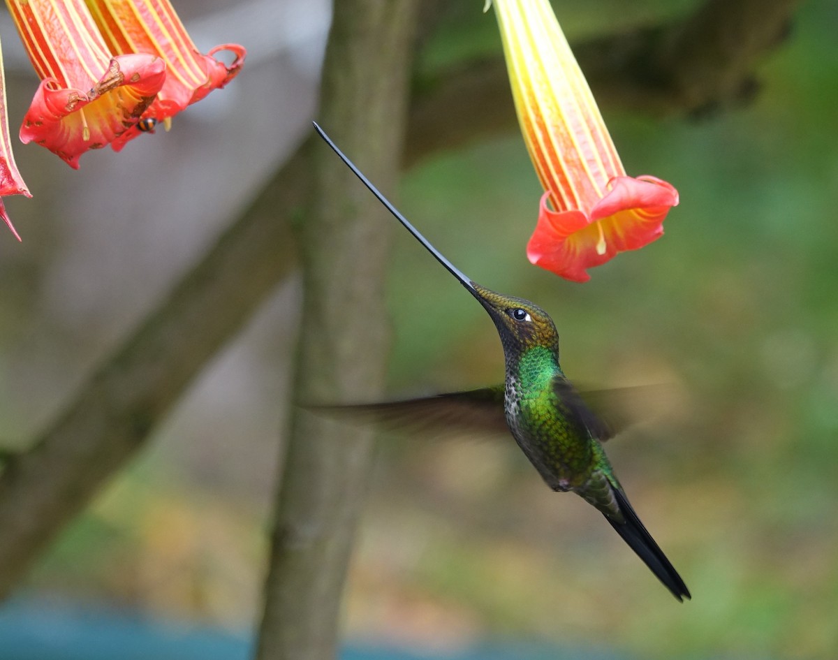 Sword-billed Hummingbird - Julio Leon