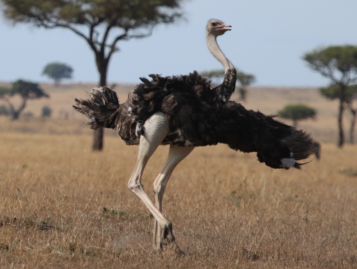 Common Ostrich - ML139404181