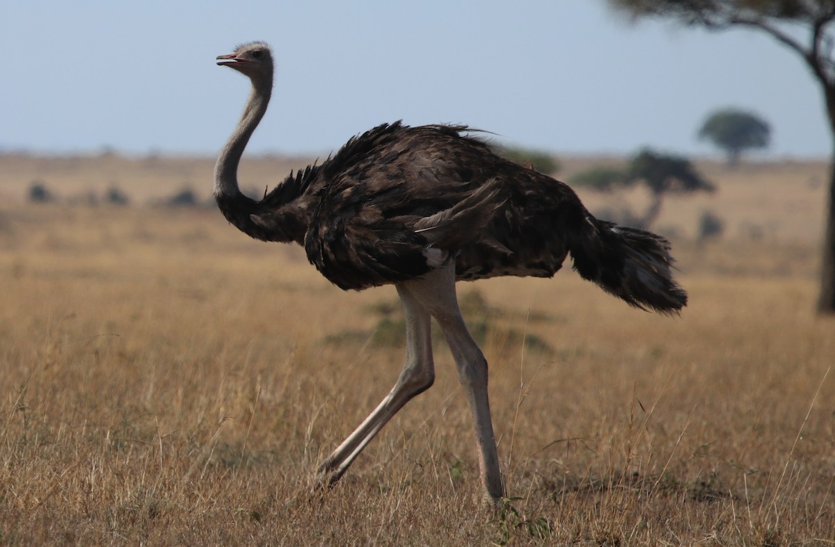 Common Ostrich - ML139404191