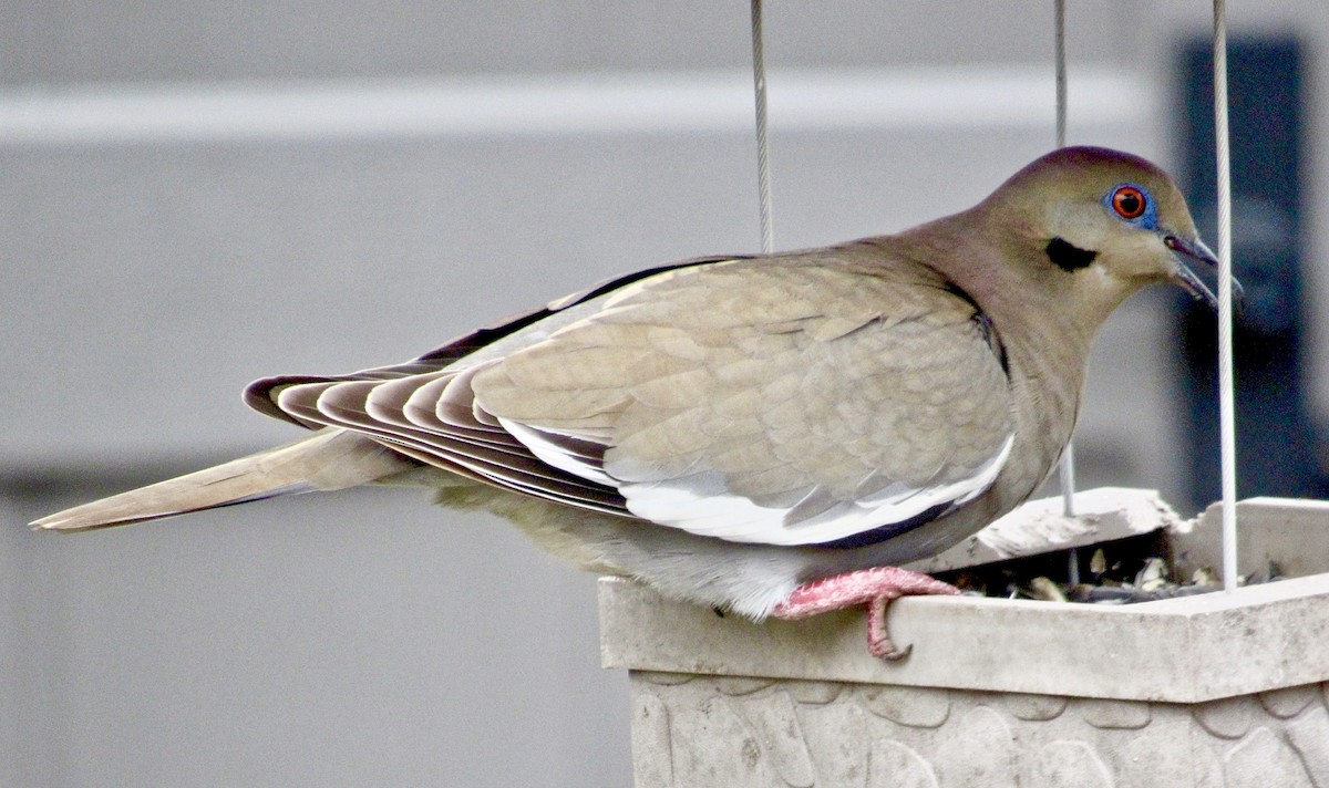 White-winged Dove - ML139407111