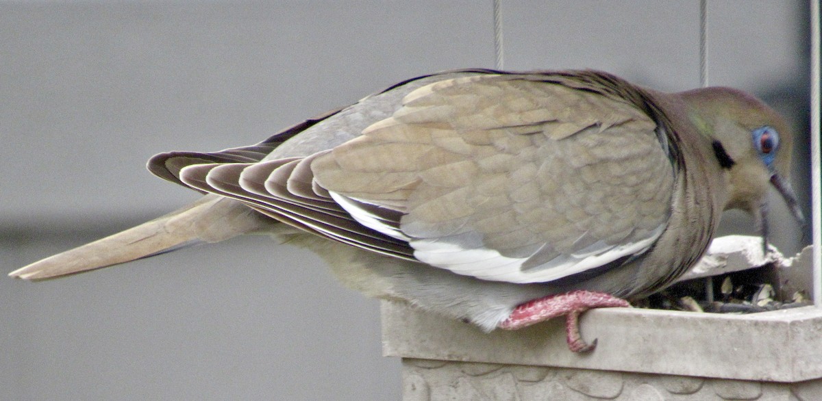 White-winged Dove - ML139407131