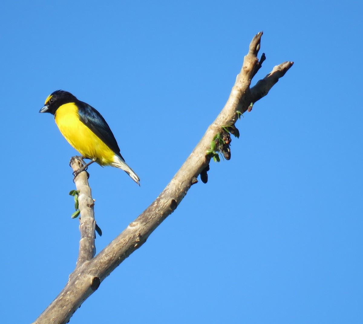 West Mexican Euphonia - ML139408101