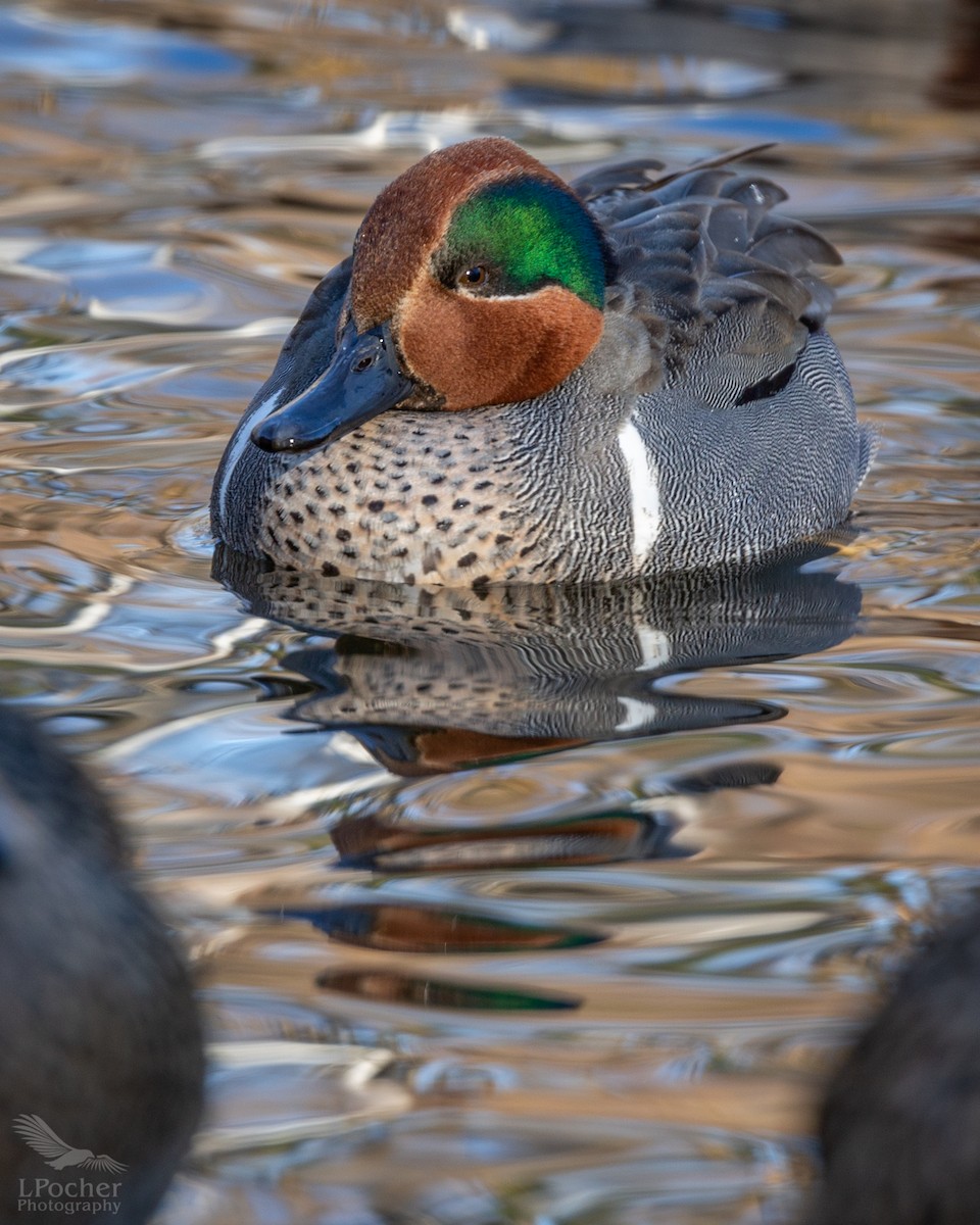 Green-winged Teal - ML139410421