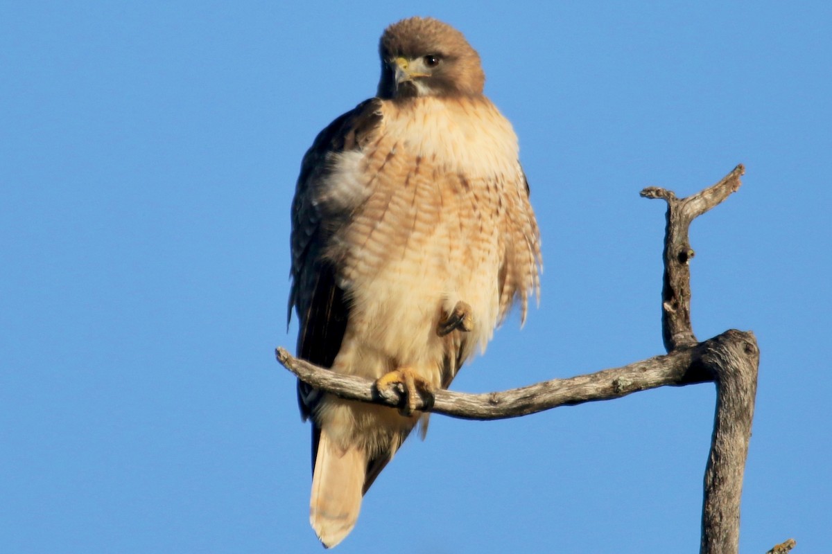 Red-tailed Hawk - ML139410441
