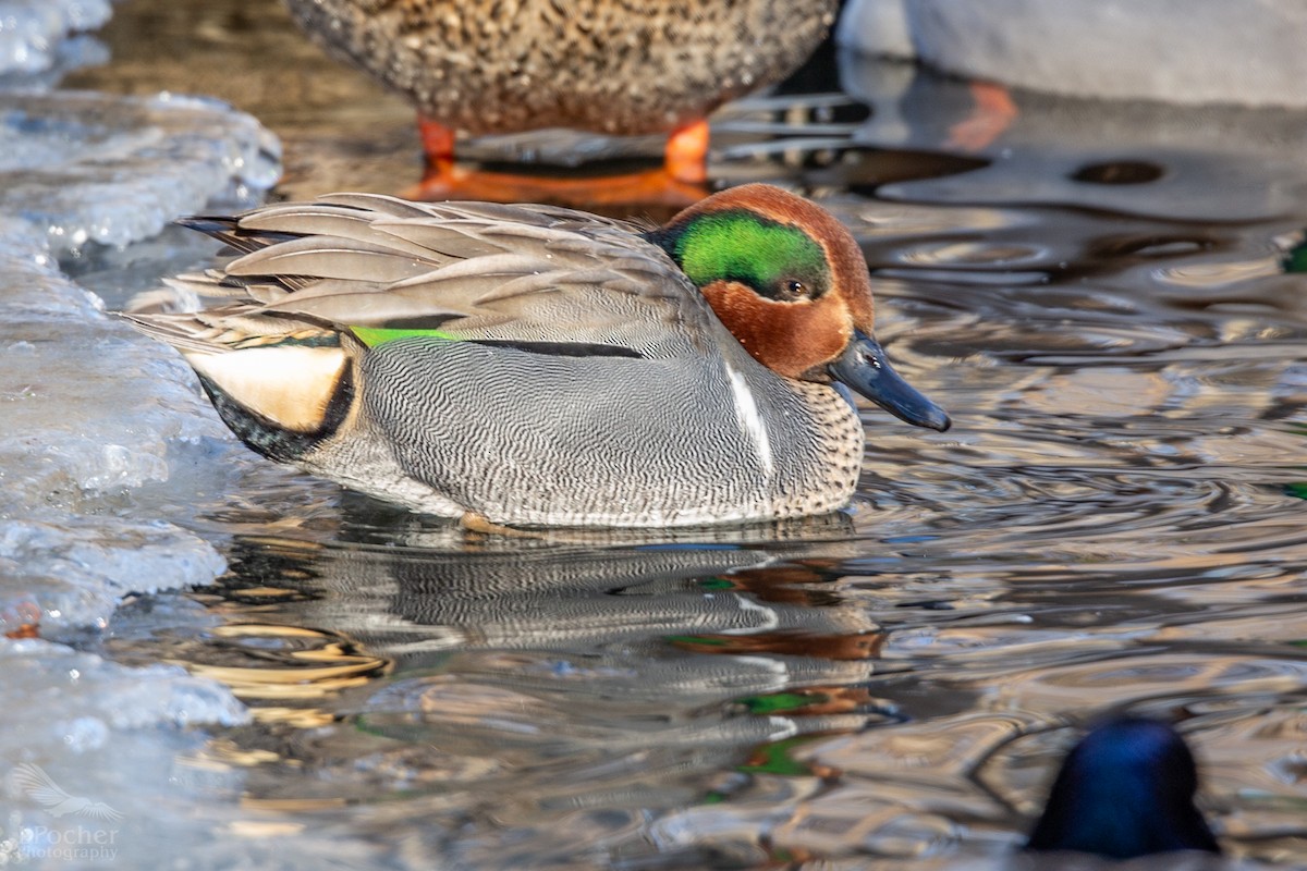 Green-winged Teal - ML139410471