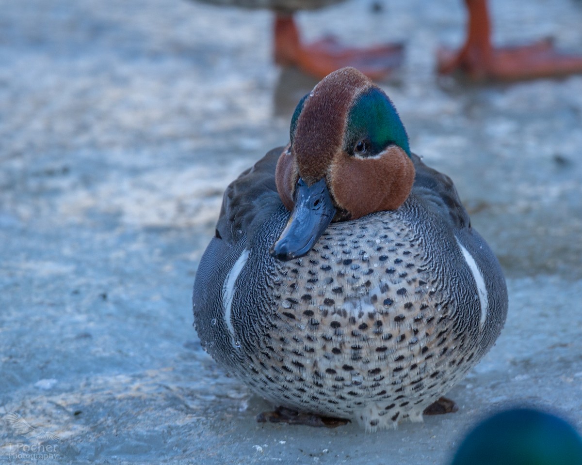 Green-winged Teal - Laurie Pocher