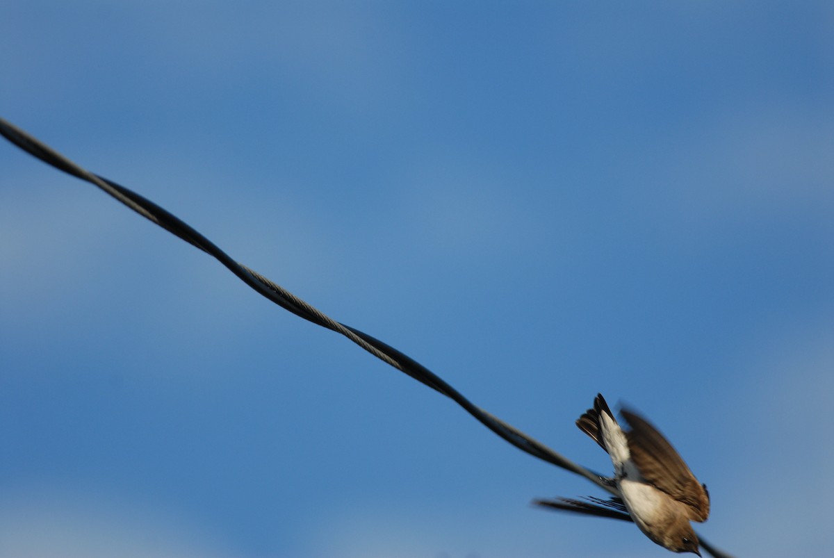 Northern Rough-winged Swallow - ML139410721