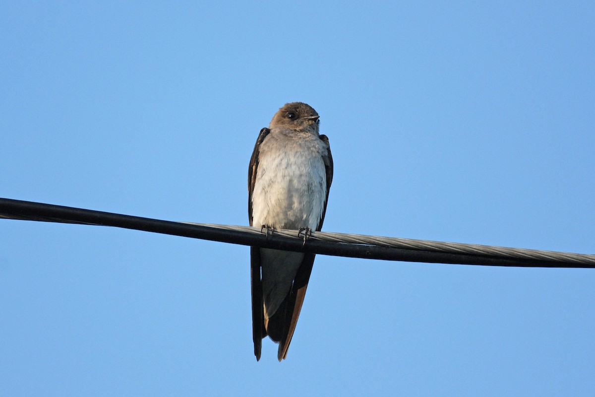 Northern Rough-winged Swallow - ML139410841
