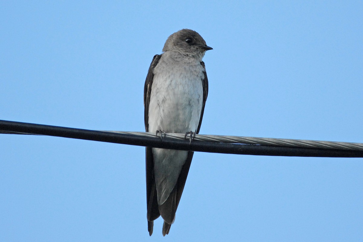 Northern Rough-winged Swallow - ML139410941