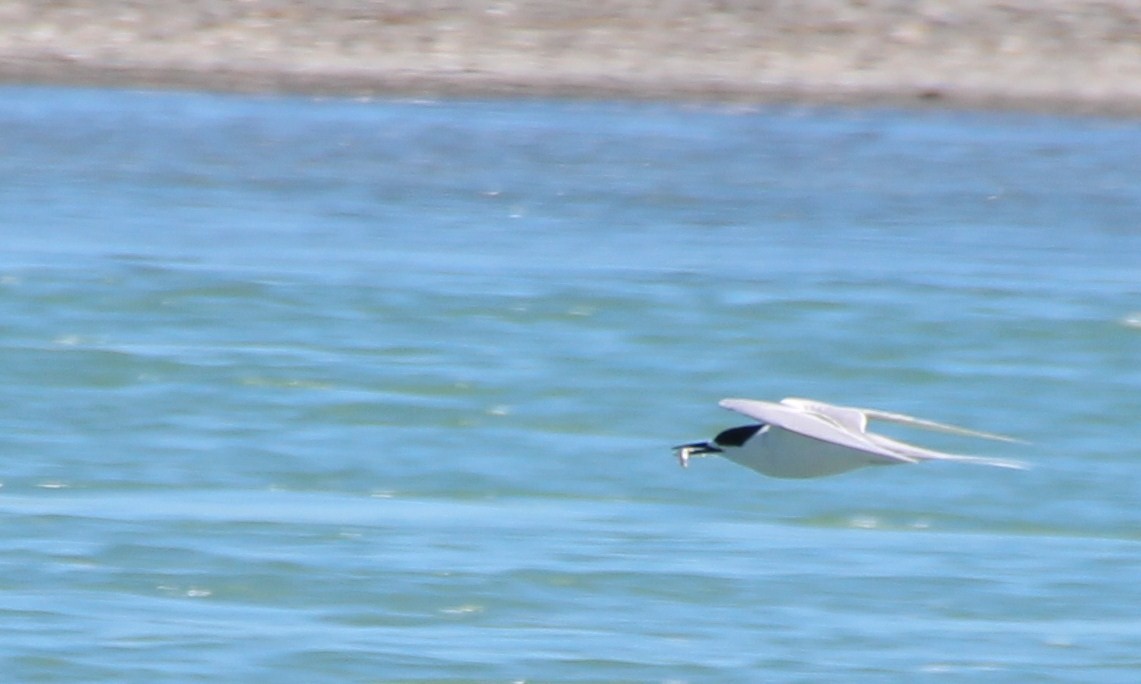 White-fronted Tern - ML139411491