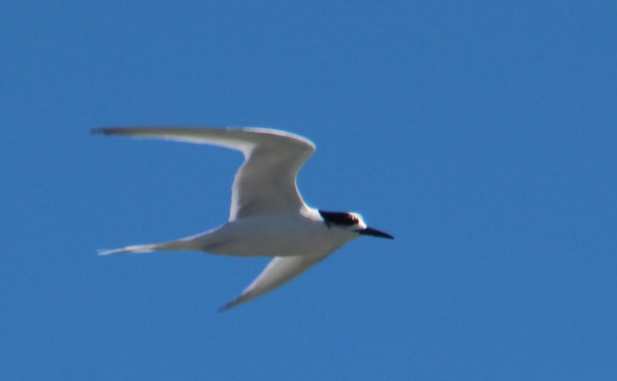 White-fronted Tern - Stephen Price
