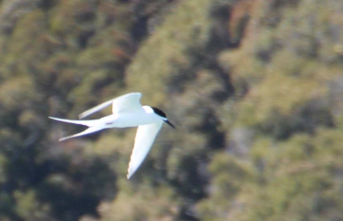White-fronted Tern - ML139411651